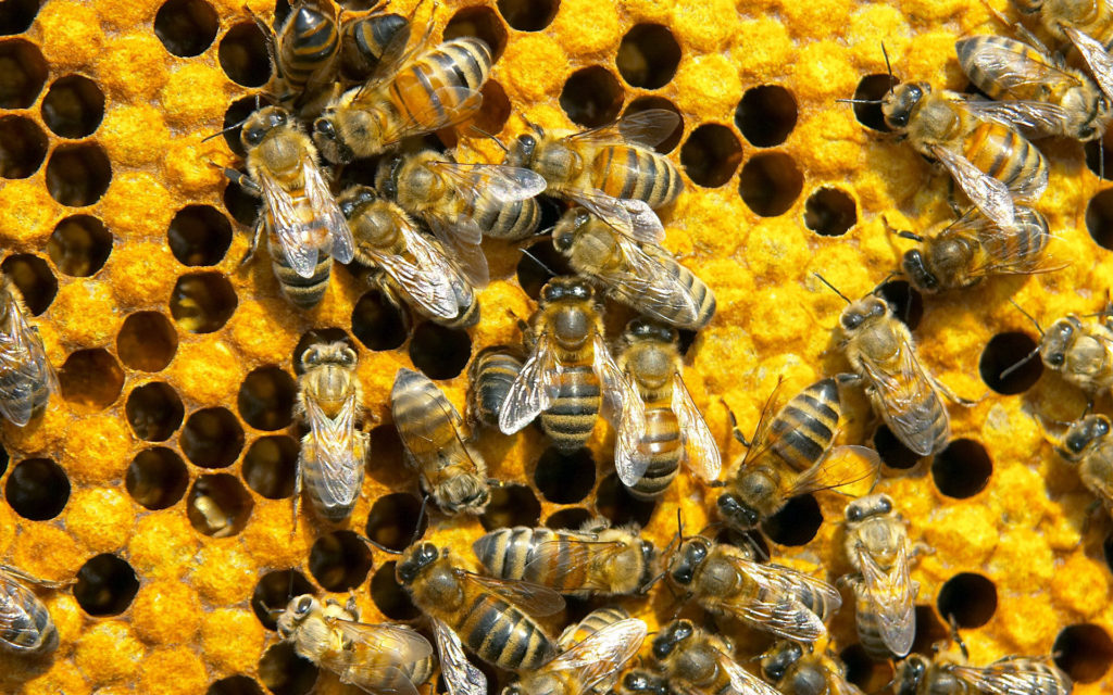 Пчёлы или москвичи? Кто для властей дороже?