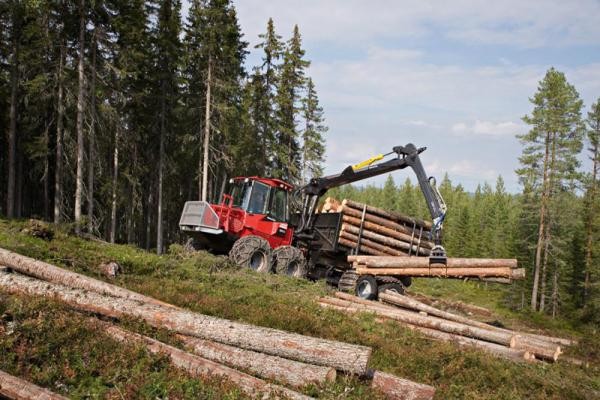 Капитал уничтожает лесной фонд России