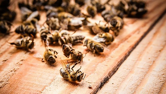 Мёртвые пчёлы жалят власть