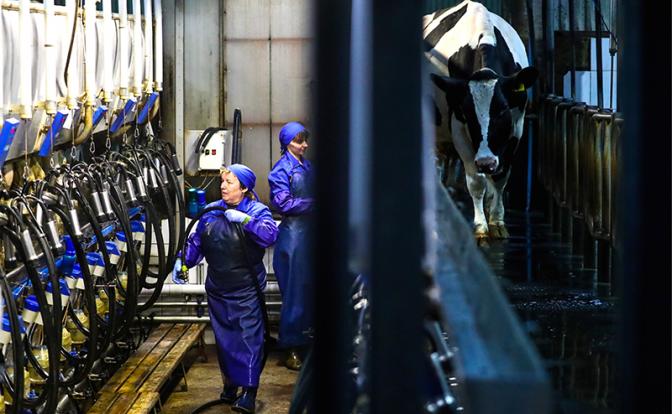 Молоко в России сильно дорожает после повышения налога на пальмовый жир