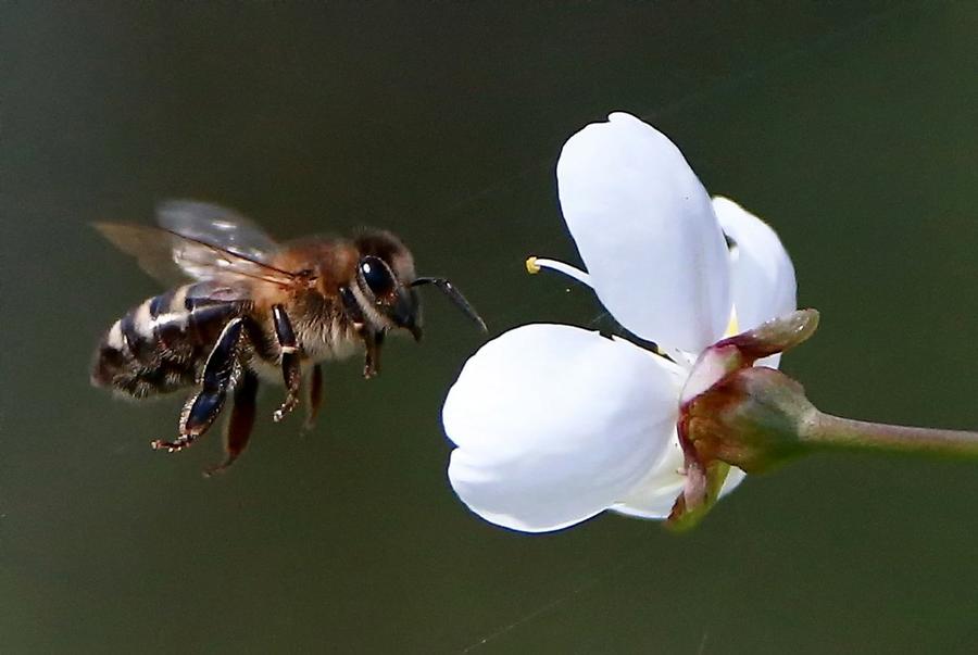 Владимир Кашин: «Сегодня мы отмечаем Всемирный день пчел!»