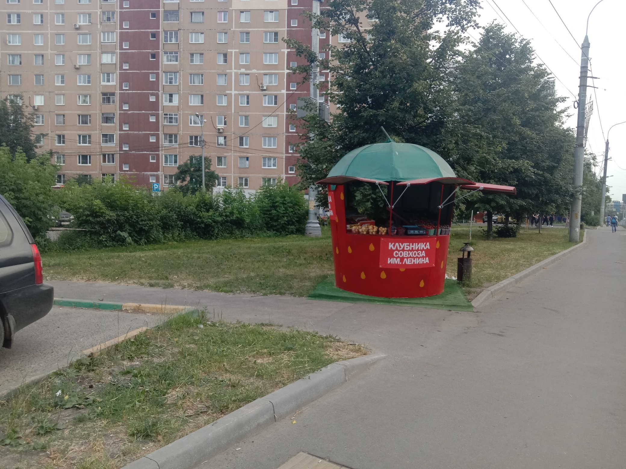 П ленинский видное. Видное клубника Совхоз имени Ленина. Земляничный город Совхоз имени Ленина. Клубника из совхоза Ленина. Точки с клубникой из совхоза Ленина.