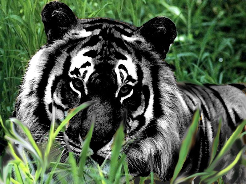 Опасный и прекрасный Знакомьтесь: чёрный водяной Тигр
