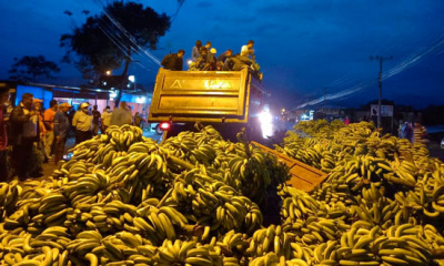 Банановое горе Эквадора