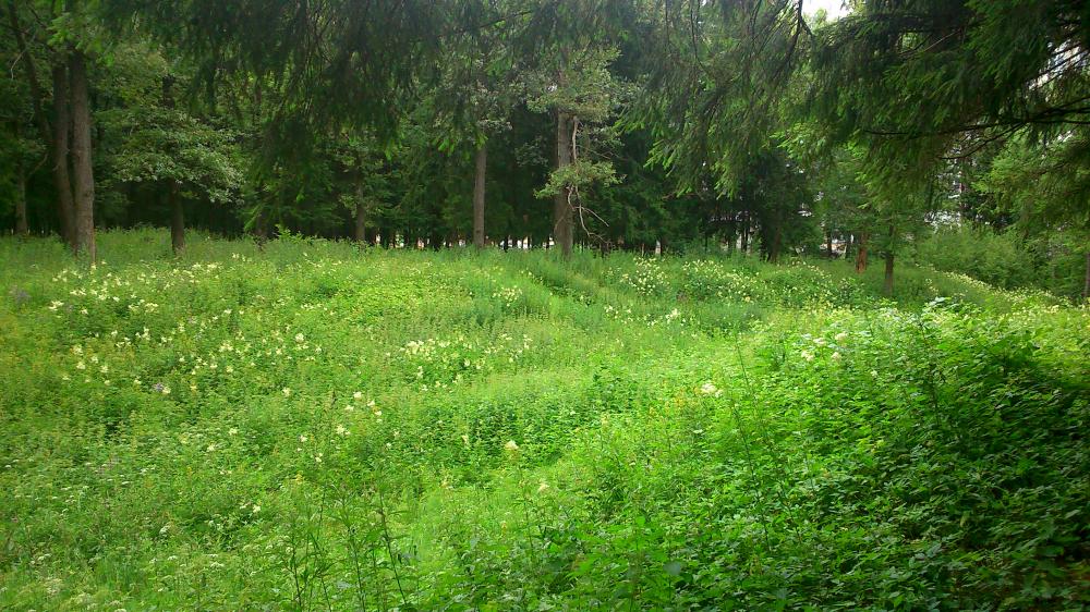 Заявление МГК КПРФ в защиту Троицкого леса