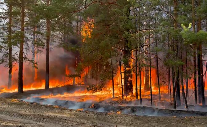 Диверсанты, чиновники или изменение климата — кто виноват, что российские леса снова горят?