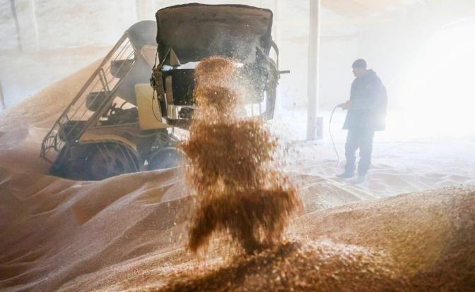 Хлеб в России дорожает, а чиновники зерно вывозят в другие страны