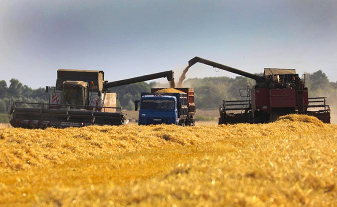 Хруст российской булки: Осенью ожидается отличный урожай, но его вывезут в США и ЕС