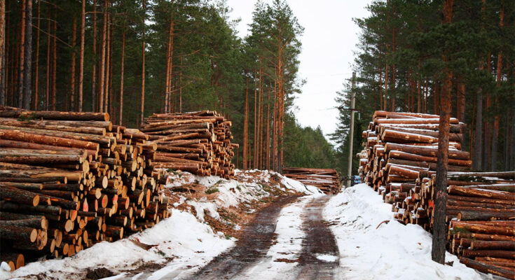 Чиновники незаконно вырубали лес в Кузбассе