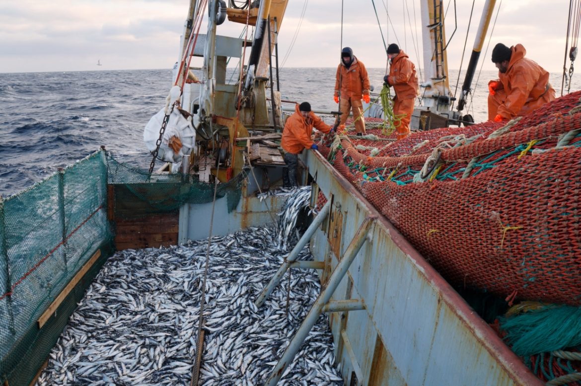 Профессор В.К. Зиланов: «В защиту рыбной отрасли!»
