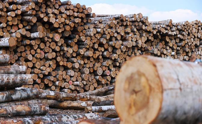 Жестокие чухонские будни: Наломали дров — теперь леса не хватает