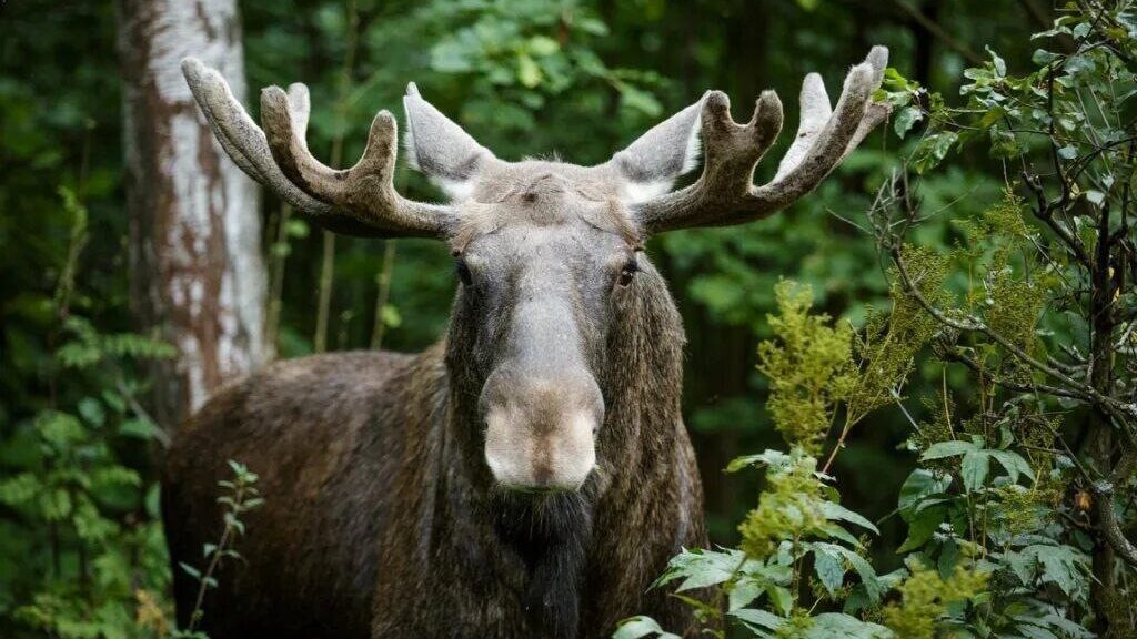 Москва. Народная приемная КПРФ в ВАО. Сергей Обухов про продолжающиеся «бои» за нацпарк «Лосиный остров»