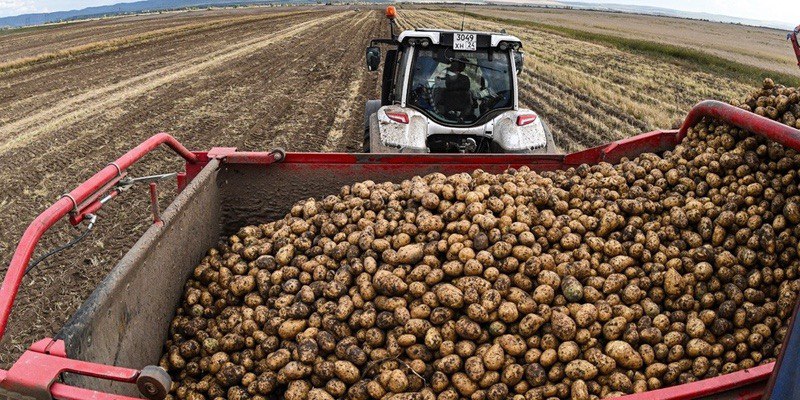 Нельзя допускать снижение урожая картофеля — это вопрос государственной важности