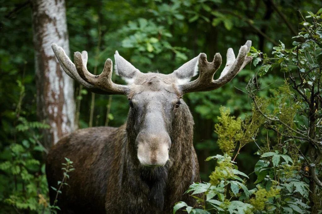 Сергей Обухов, жители и экоактивисты продолжают борьбу за защиту парка «Лосиный остров»