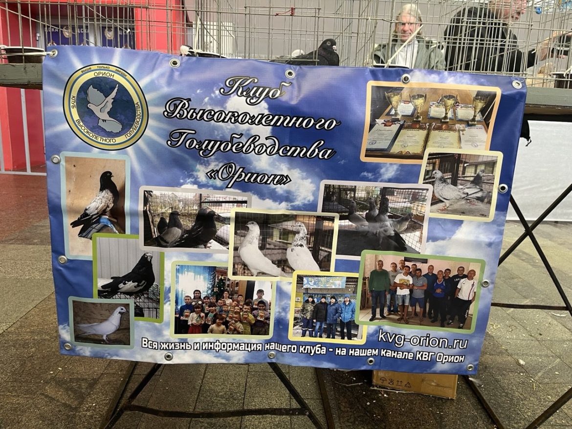 Символ любви к Родине и связи времён — голубь